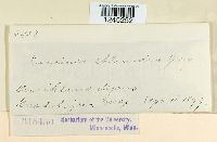 Puccinia chloridis image