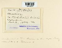 Puccinia chloridis image