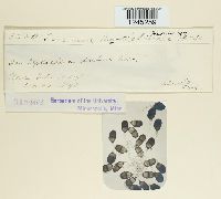 Puccinia chloridis image