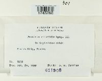 Puccinia chloridis image