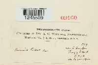 Puccinia circaeae image