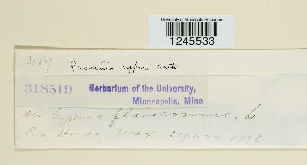 Puccinia cyperi image