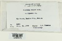 Puccinia cyperi image