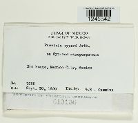 Puccinia cyperi image