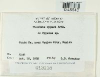 Puccinia cyperi image