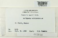 Puccinia cyperi image