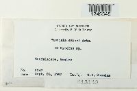 Puccinia cyperi image