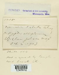 Puccinia distorta image