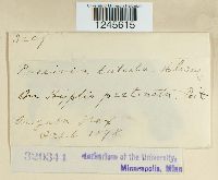 Puccinia distorta image