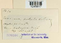 Puccinia distorta image