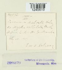 Puccinia distorta image