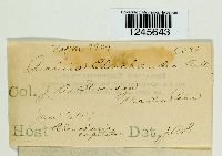 Puccinia eleocharidis image