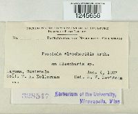 Puccinia eleocharidis image