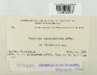 Puccinia eleocharidis image