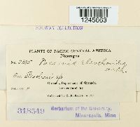 Puccinia eleocharidis image