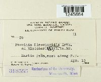 Puccinia eleocharidis image