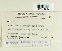 Puccinia eleocharidis image