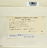 Puccinia eleocharidis image