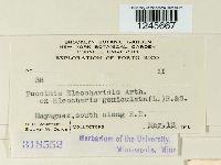 Puccinia eleocharidis image