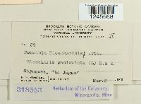 Puccinia eleocharidis image