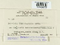 Puccinia eleocharidis image