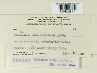 Puccinia eleocharidis image