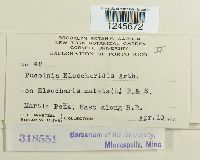 Puccinia eleocharidis image