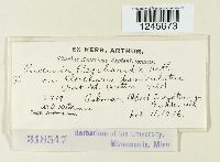 Puccinia eleocharidis image