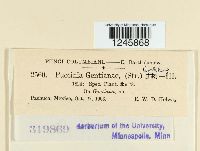 Puccinia gentianae image