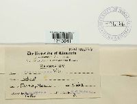 Puccinia graminis image