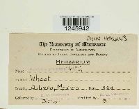 Puccinia graminis image