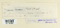thumbnail image of current specimen
