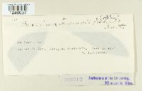 Puccinia hieracii image