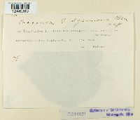 thumbnail image of current specimen