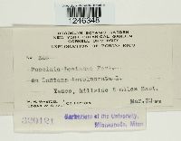 Puccinia lantanae image