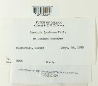 Puccinia lantanae image