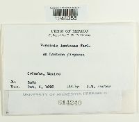 Puccinia lantanae image