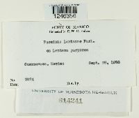 Puccinia lantanae image