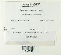 Puccinia lantanae image