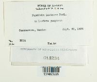 Puccinia lantanae image