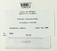 Puccinia lantanae image