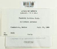 Puccinia lantanae image