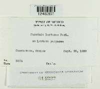 Puccinia lantanae image