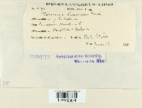 Puccinia lantanae image