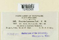 Puccinia lantanae image