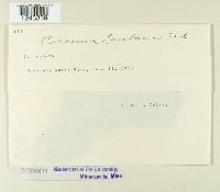 Puccinia lantanae image