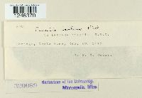 Puccinia lantanae image