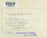 Puccinia lantanae image