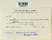 Puccinia lantanae image