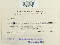 Puccinia lantanae image